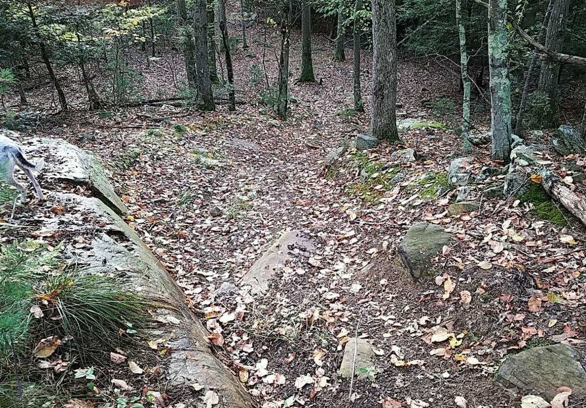 Edward R. Laby Memorial Preserve The Wyndham Land Trust