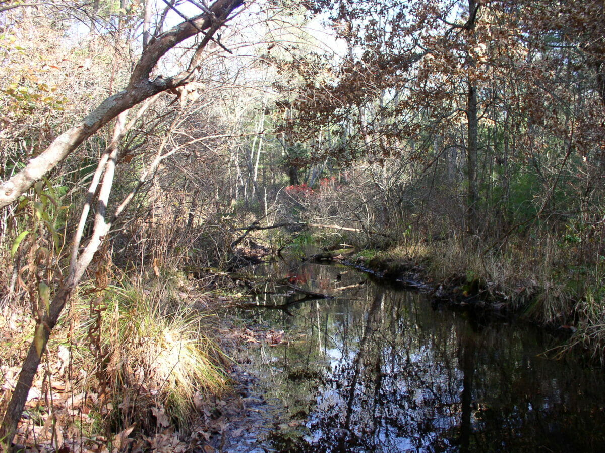 Tillinghast Preserve The Wyndham Land Trust